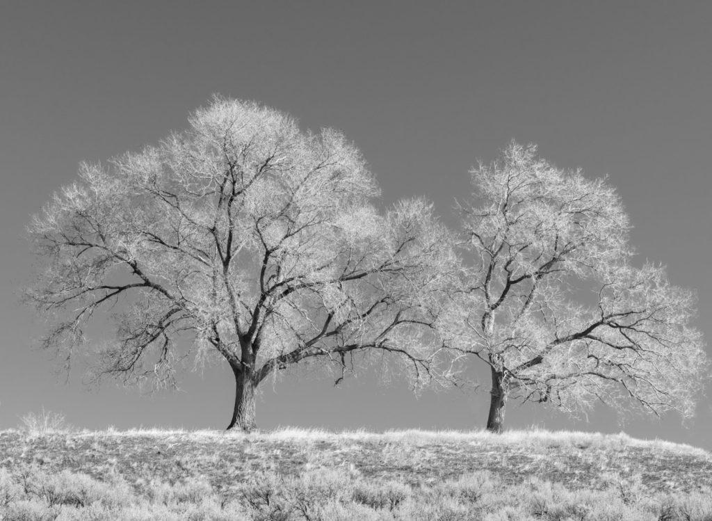 BI Photo Club – Diane Hutchings