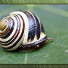 Brown Lipped Snail