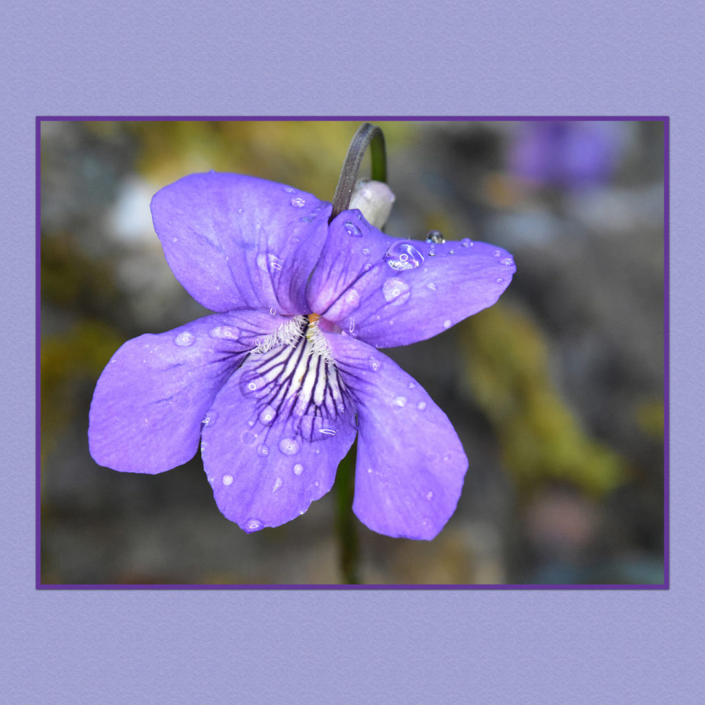Shy Violet