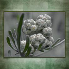Dusty Miller Buds