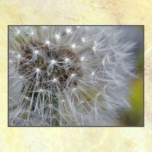 Dandelion Head