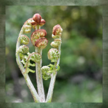 Bracken Fern