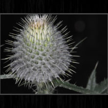 Thistle Bud