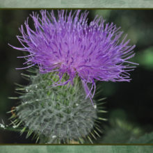 Thistle Flower