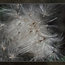 Thistle Seeds