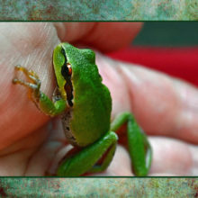 Pacific Treefrog