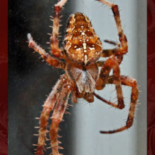 Cross Orb-weaver Spider