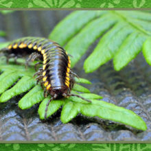 Millipede