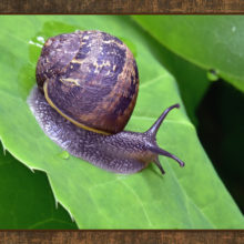 Brown Garden Snail