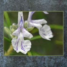 Rosemary Flower