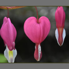 Bleeding Hearts