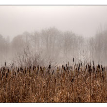 Cattails and Ghost Trees