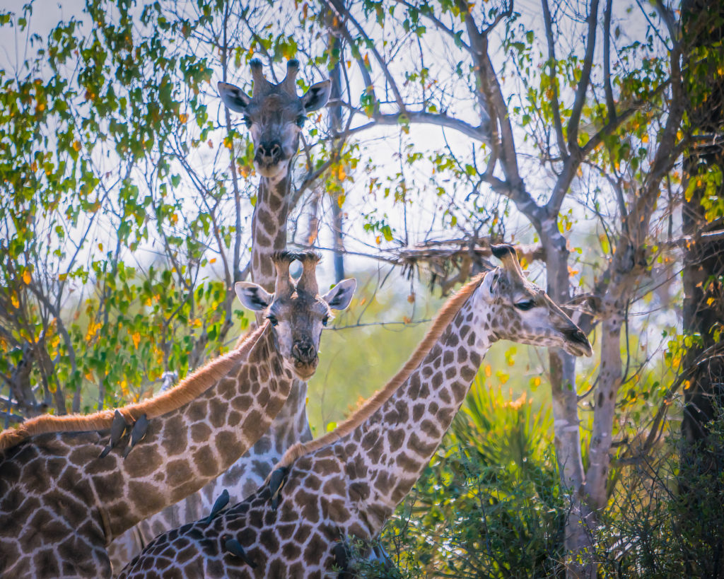 BI Photo Club – Tom Hansen