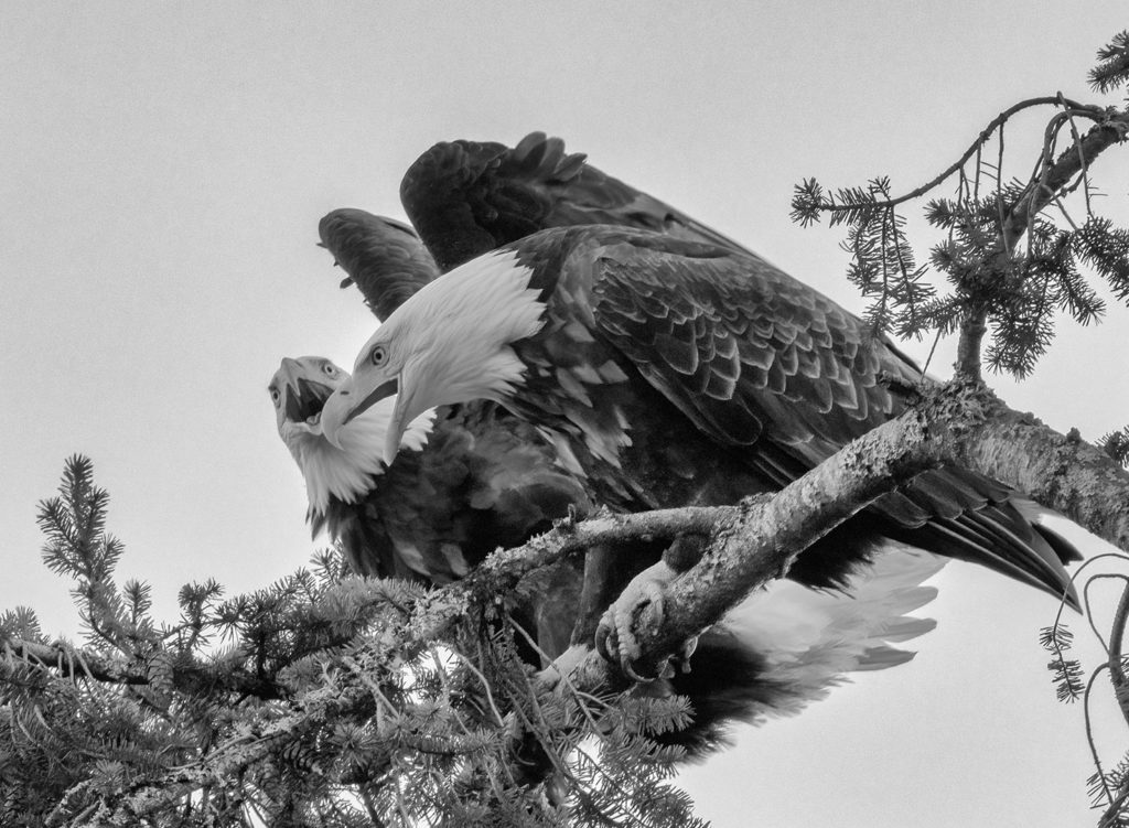 BI Photo Club Presentation