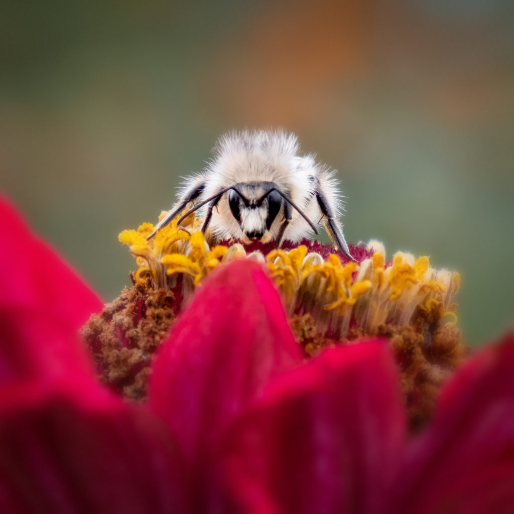 BI Photo Club – Chizuko Farley