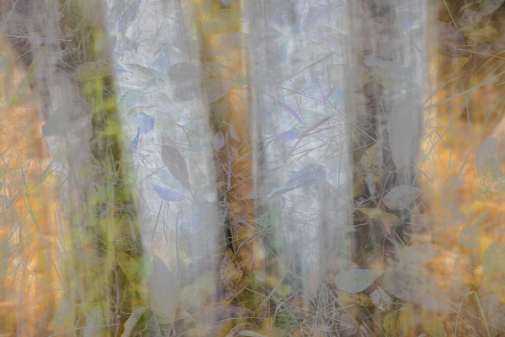 BI Photo – Diane Hutchings – Bonus Gallery