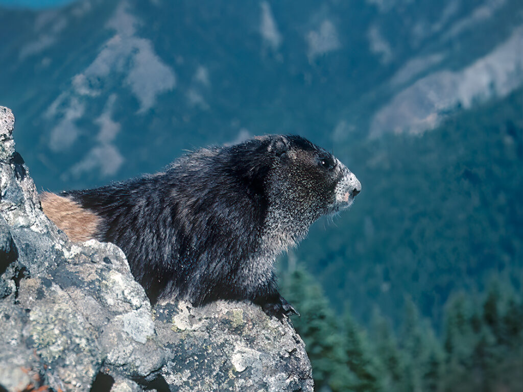 Olympic marmot