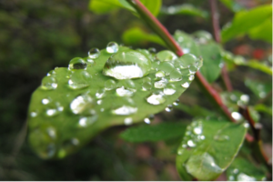 leaf with water droplets