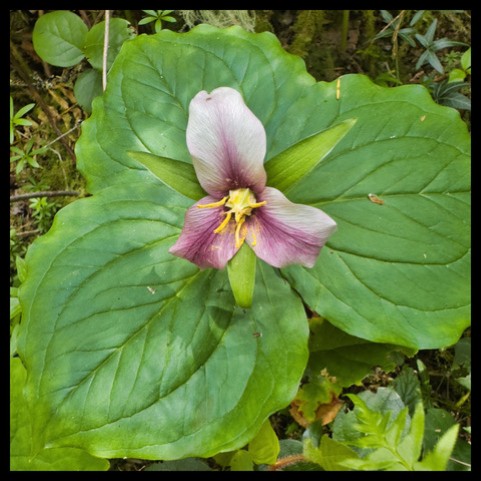 Images from the Grand Forest
