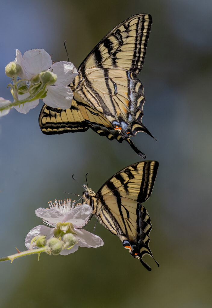 BI Photo – May 2026